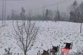 白杨树下药香远！湖北省民宗委驻村工作队帮扶鄂西山村图片