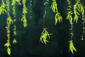 大地和气暖，二月煮新丝图片