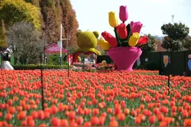 趁着春光去赏花！捞渔河公园郁金香花卉节喜迎八方游客图片