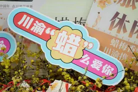 真·“花”式宠粉 川渝10万枝蜡梅全城免费送图片