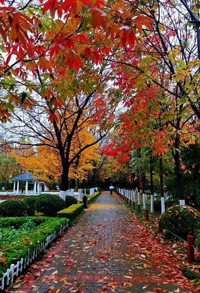 这份秋色图鉴，带您打卡藏在公园里的济南秋景