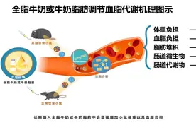 科学家新发现！全脂牛奶不增加血脂负担，反而有益健康？图片