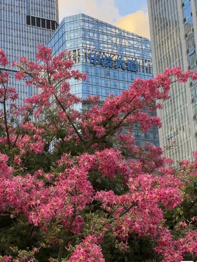 福州秋日限定浪漫已送达，附打卡点位→