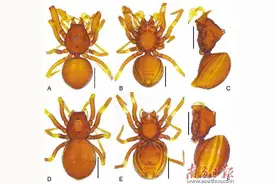 韶关丹霞山发现丹霞华盾蛛图片