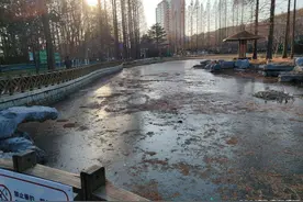 这里的黑天鹅搬走了，别空跑！图片