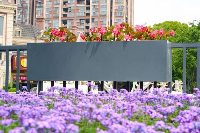 美出圈！来惠山走花路啦~