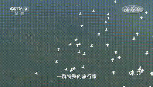 央视热播纪录片《珠江》中的南沙→