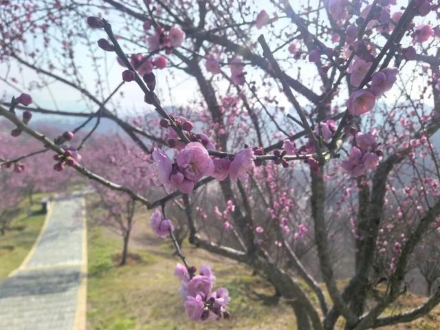 开园倒计时！贵州梅园梅香渐浓，静候君至