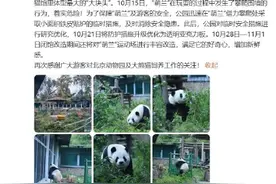 北京动物园为萌兰操碎了心图片