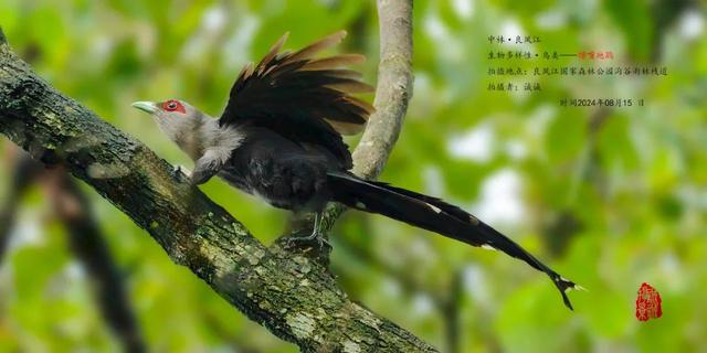 勇敢者的游戏！丛林穿越大冒险，真人CS对抗战免费玩！就在这里→