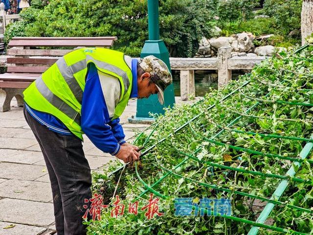 趵突泉菊花展筹备正酣，金秋文化盛宴即将开启