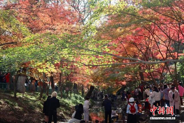 浙江杭州：九溪“枫”景如画引游人