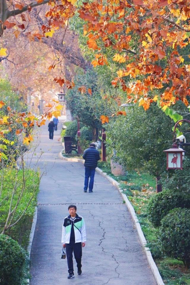 武昌赏秋天花板！这条被推荐100次的山路，迎来最美时刻