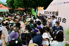 广西南宁：熊猫兄妹热闹过生日图片