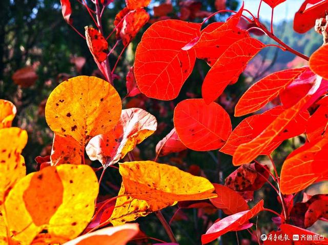 醉美深秋！济南红叶谷红叶引来大批游客