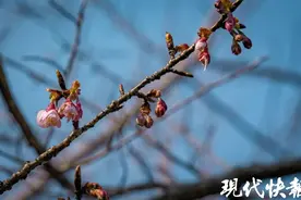 报春第一枝！无锡鼋头渚早樱悄然初绽图片
