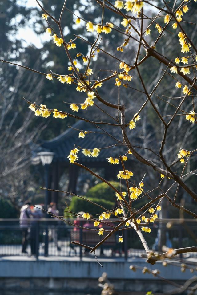 暗香浮动申城冬，闸北公园觅梅踪！
