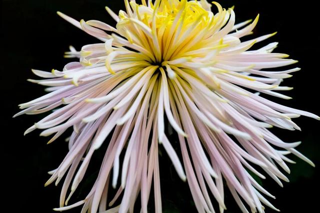 图说定西 | 深秋和菊花的浪漫邂逅