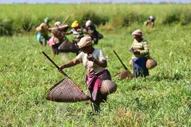 （国际·一周看天下）印度阿萨姆邦：捕鱼图片