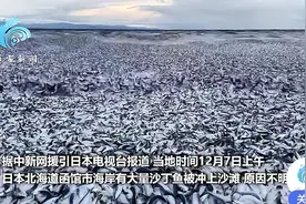 日本又现大量沙丁鱼死亡！网友疑与核污水排放有关，专家解读图片