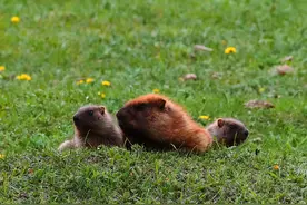 辨词：旱獭 “獭”tǎ？lǎn？lài？图片