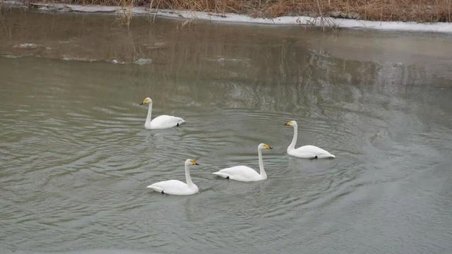 焉耆风光丨生态馈赠——野生天鹅来焉耆开都河“做客”