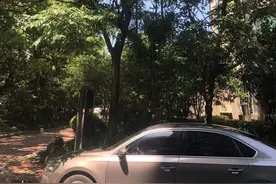 雨刮器都被粘住了！最近很多车遭殃，黏糊糊像胶水，专家：是树上蚜虫分泌物，秋季还有一波图片