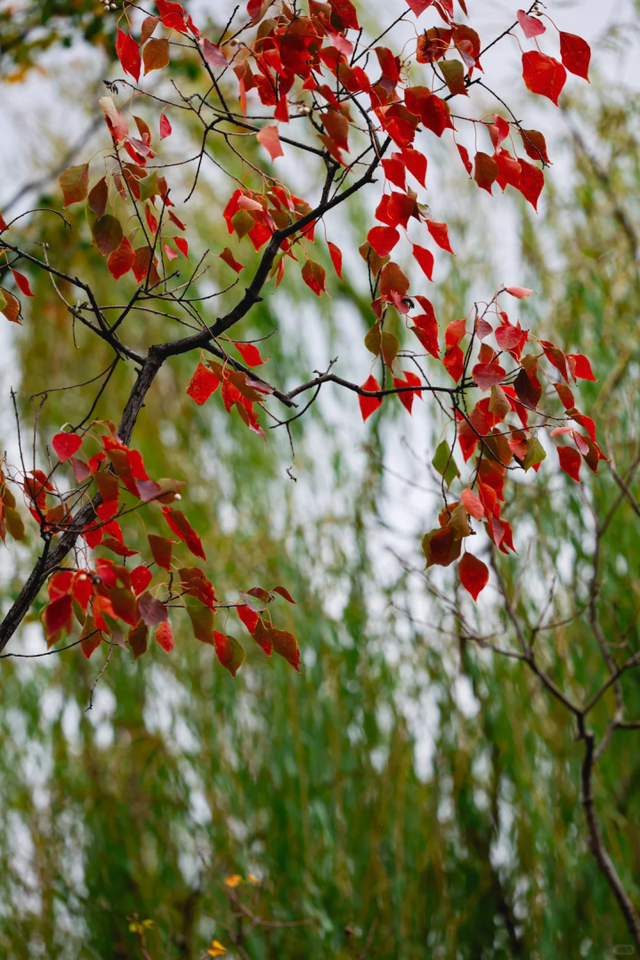 在上海市区的免费公园，一棵五彩树就是一场盛大的秋天！