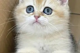 起底免费领养猫咪背后的高额“猫贷”陷阱图片