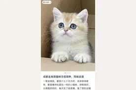 起底免费领养猫咪背后的高额“猫贷”陷阱图片