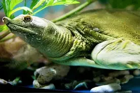 桃花盛开，吃甲鱼最好的季节来了？老饕们有一个秘密图片