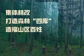 集体林改 打造森林“四库” 造福山区百姓图片