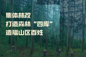 集体林改 打造森林“四库” 造福山区百姓图片