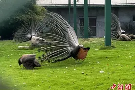 （高质量发展调研行）在工厂里开动物园 上海传统钢厂瞄准低碳智能转型图片