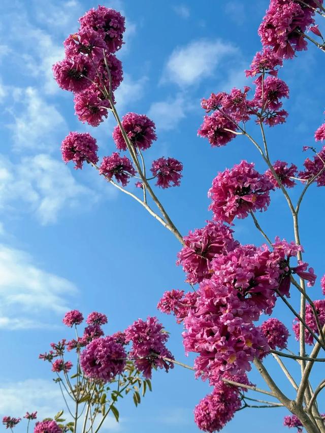 美到上央视！珠海超大花海，开好了！