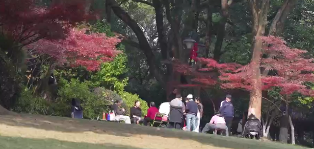 浙里“枫”光正好！多地红叶进入最佳观赏期 解锁秋冬限定浪漫