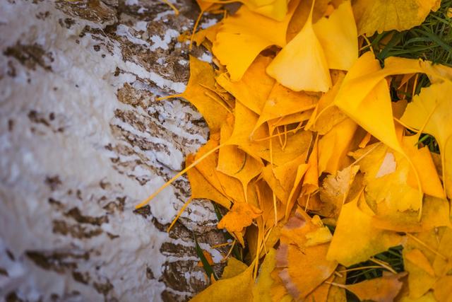 深秋郑州文博广场：600株银杏绘就“金色画卷” 邂逅浪漫秋韵