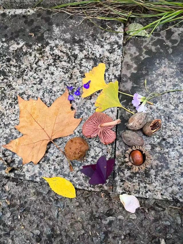 呀！南京的秋天掉地上啦