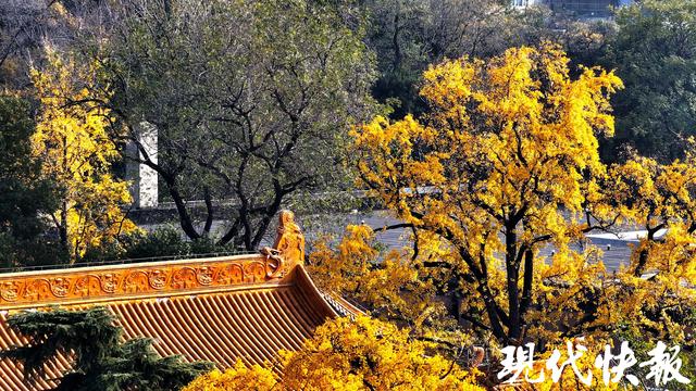 一眼千年别错过，南京朝天宫古银杏身披“黄金甲”