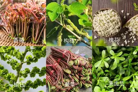 一筷子㧅（dao）起河南的春天，这份攻略一键get！图片
