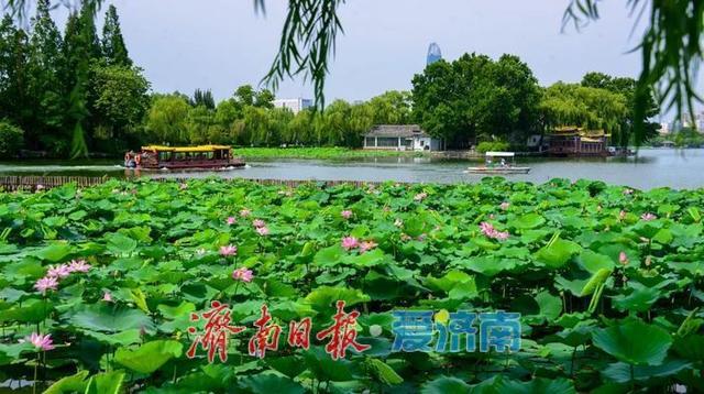 一年四季 泉在济南｜济南第39届荷花艺术节启幕，邀您共赏湖畔荷韵盛宴！