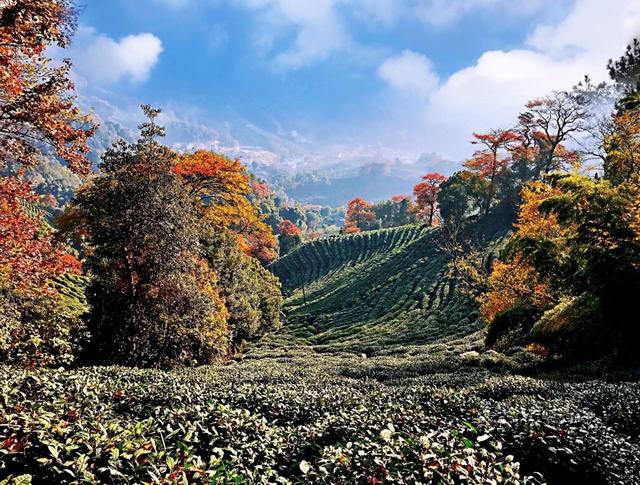 晚潮｜琅珰十里行，满目秋光尽染黄