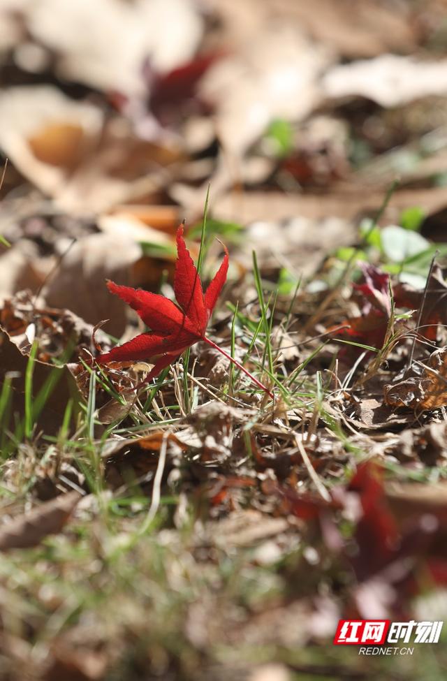 大美红图丨湘枫正红 银杏亮黄