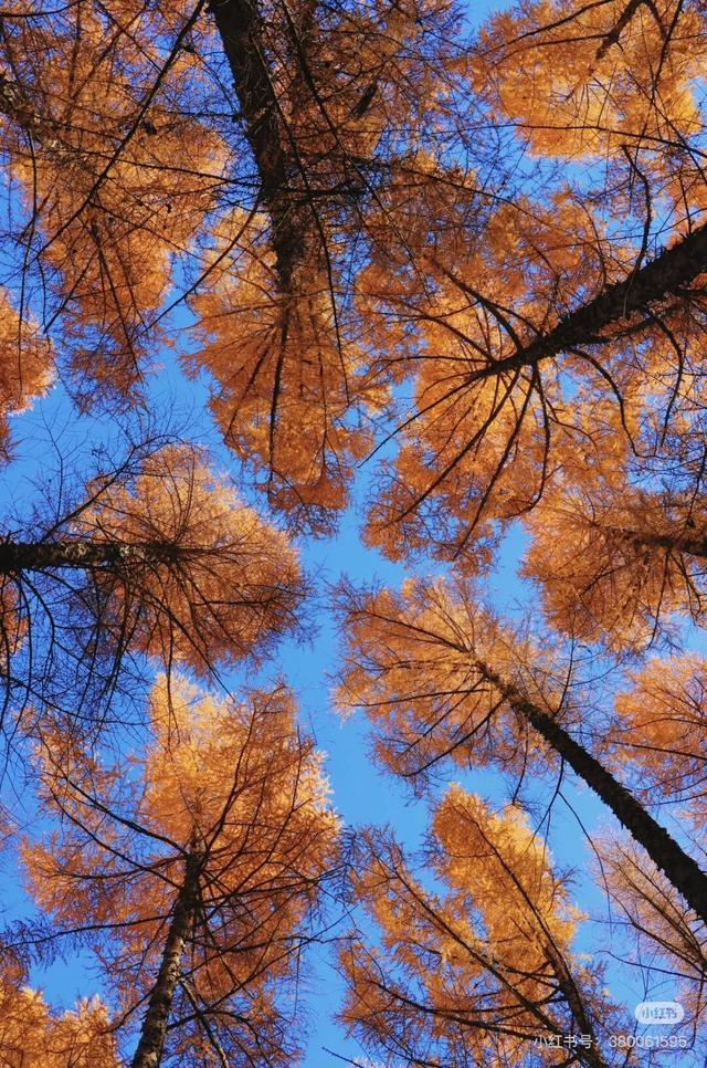 一半秋色在净月潭 另一半在你的镜头里→