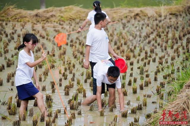 “耕读紫鹊界”亲子研学：看大美梯田，学收割水稻，练梅山武术