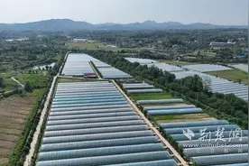 科技，圆了浠水一对父子俩的葡萄庄园梦图片