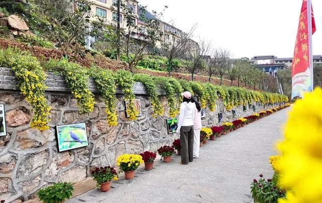 不是花中偏爱菊，此花开尽更无花！保康五道峡景区菊开成海