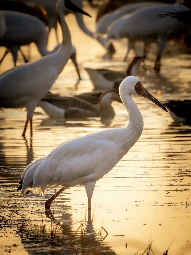冬季到江西来观鸟，方知王勃诚不欺我！