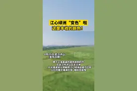 看！江心绿洲“变色”啦，这是丰收的颜色图片