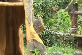 网红猩猩“丢那猩”扔石块砸伤游客 南宁动物园：不会惩罚它图片